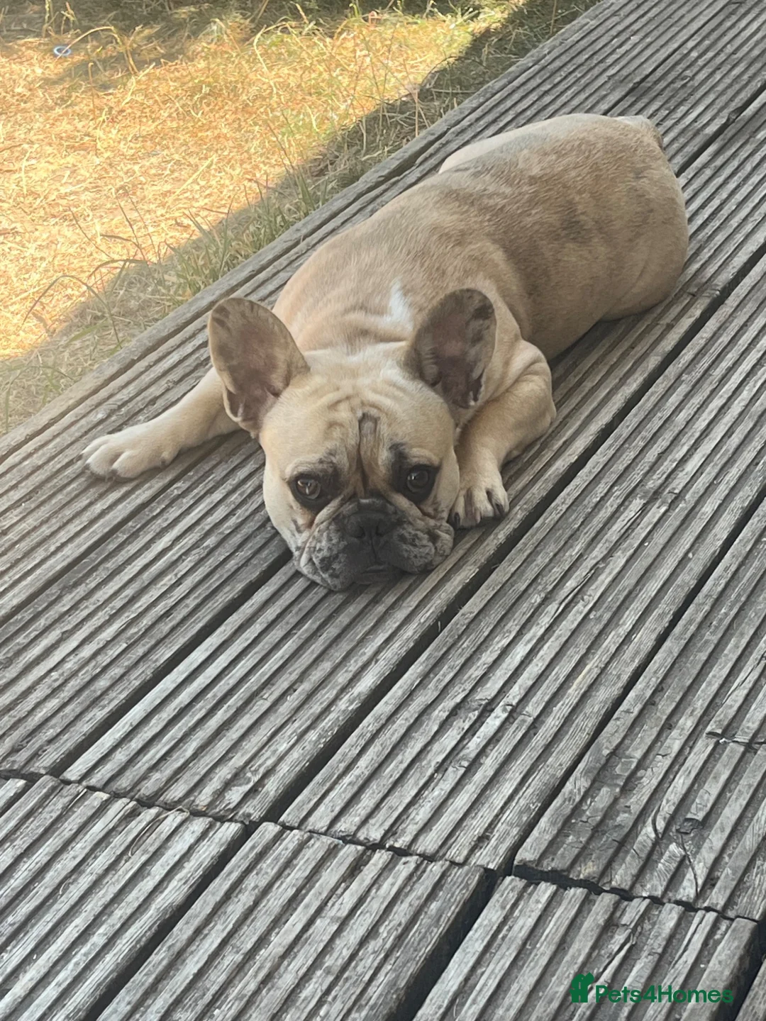 French Bulldog dogs for sale: 9 months French bulldog  - Advert 2