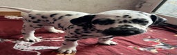 Dalmatian dogs for sale: Stunning Dalmatian puppies KC reg show winners - Advert 40