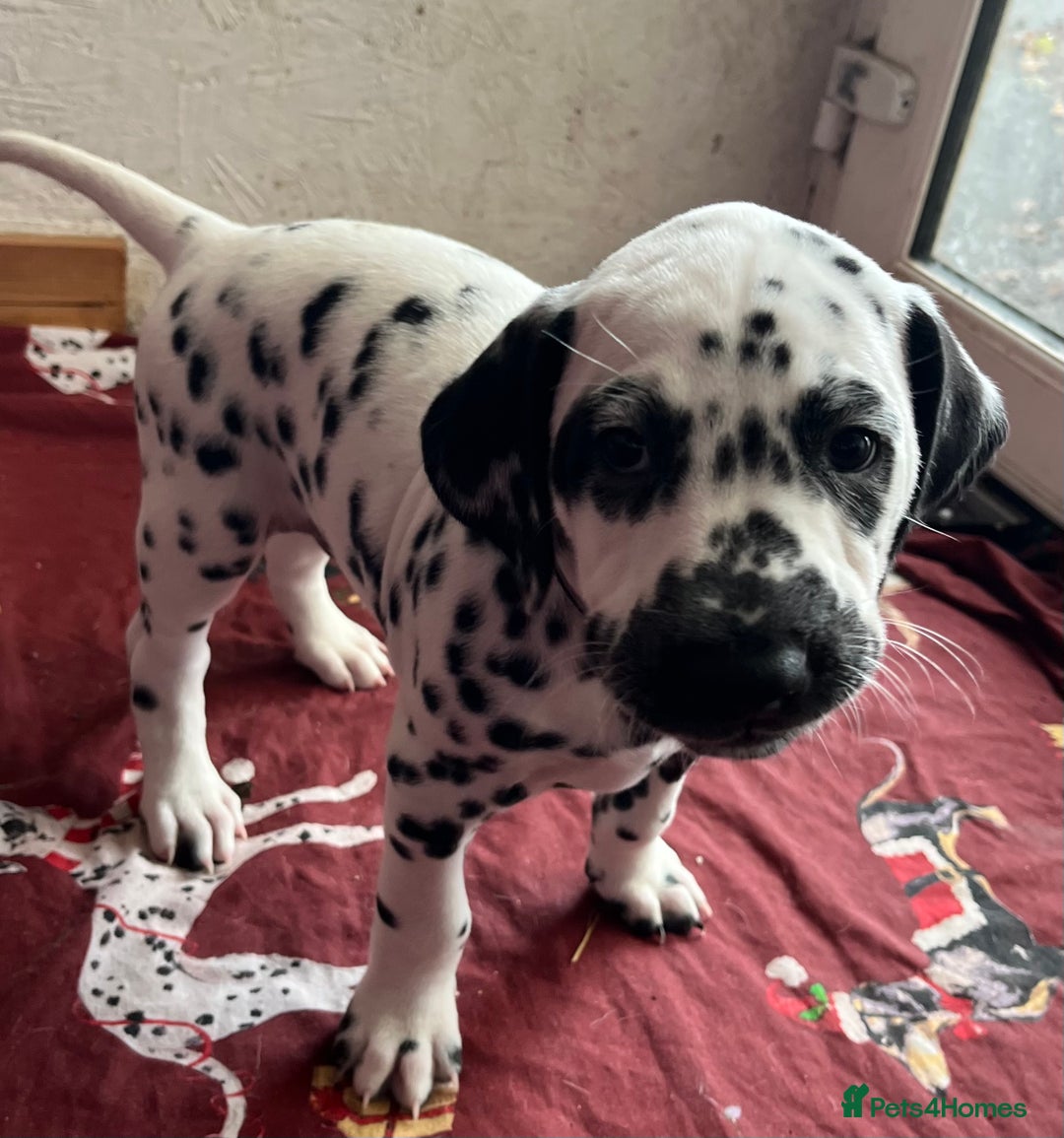 Dalmatian dogs for sale: Stunning Dalmatian puppies KC reg show winners - Advert 40