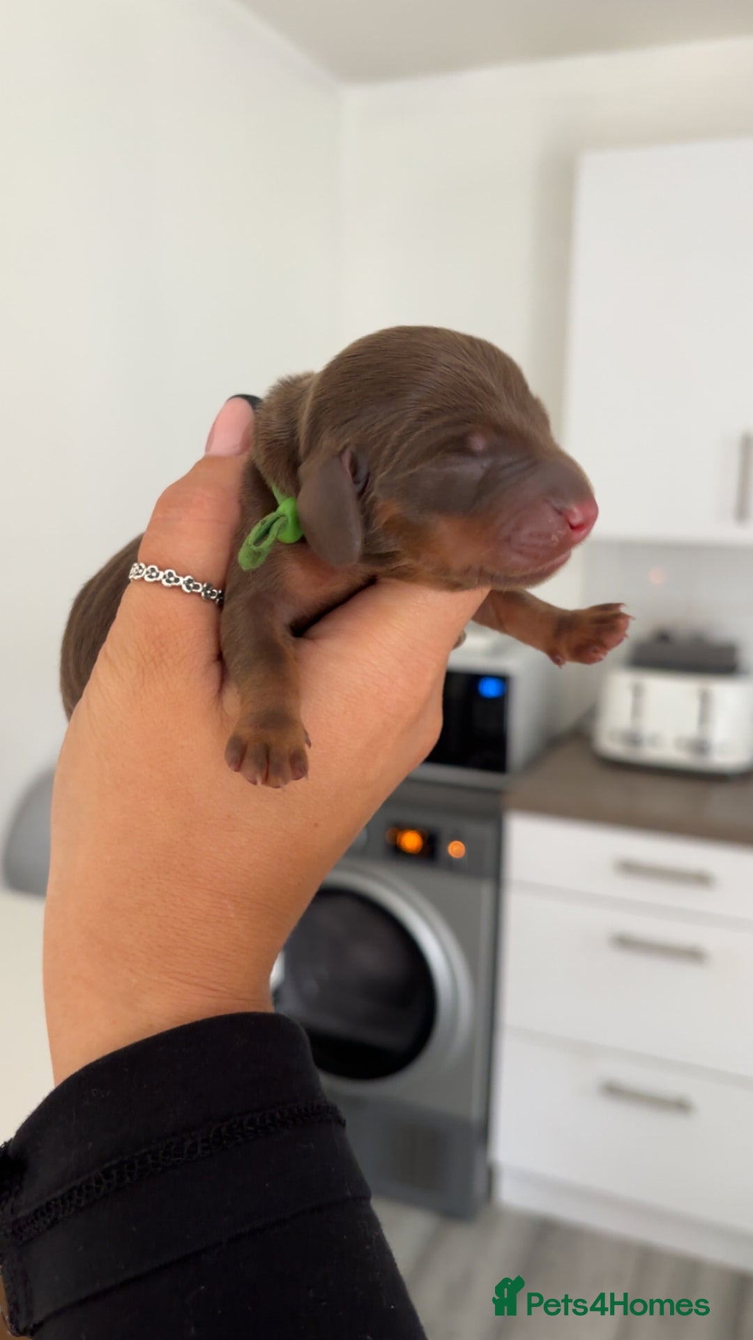 Miniature Dachshund dogs for sale: 6 beautiful mini Daxies  - Image 5