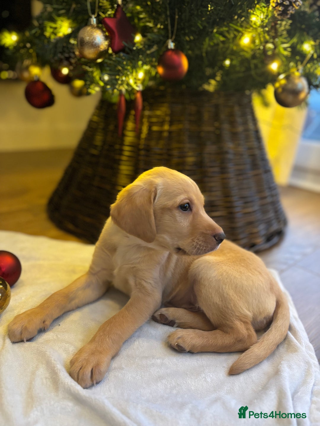 Labradoodle dogs for sale: Mr Miller Full Labradour Boy   - Advert 2