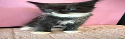 Mixed Breed cats for sale: Beautiful 9 week old kittens  - Advert 10