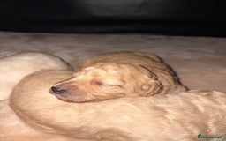 Toy Poodle dogs for sale: Toy poodle puppies - Image 13