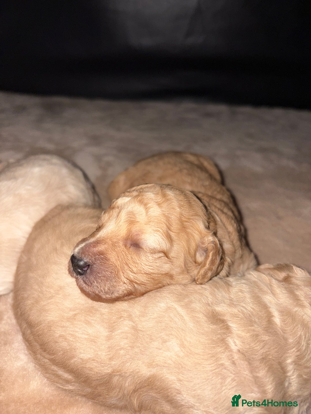 Toy Poodle dogs for sale: Toy poodle puppies - Image 13
