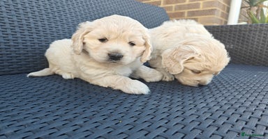 Mixed Breed dogs - Advert 10