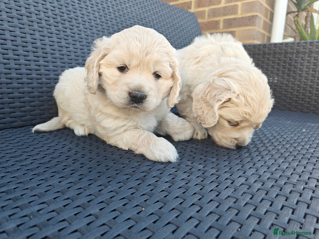 Mixed Breed dogs for sale: 🐾 Dakota Sports Retrievers 🐾 (Mini Retrievers)  - Image 2