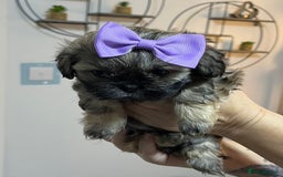 Shih Tzu dogs for sale: Shih tzu pups - Advert 5