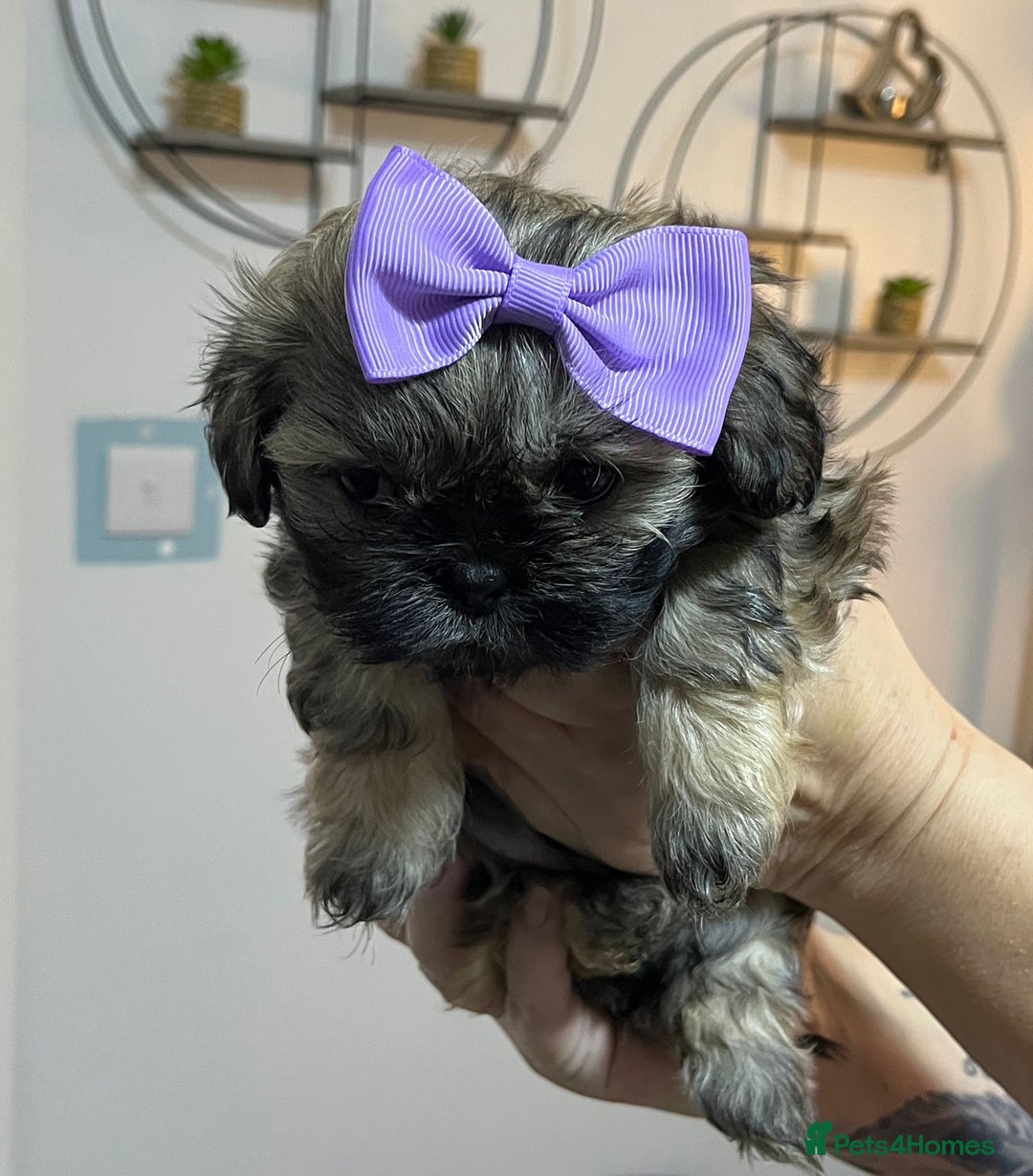 Shih Tzu dogs for sale: Shih tzu pups - Advert 5