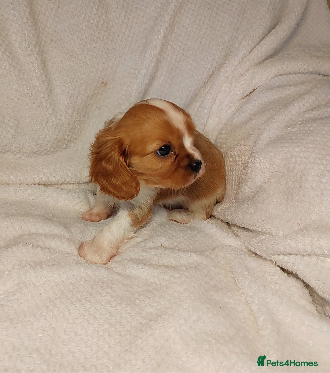 Cavalier King Charles Spaniel dogs for sale: Solid ruby and blem cavalier puppies - Advert 5