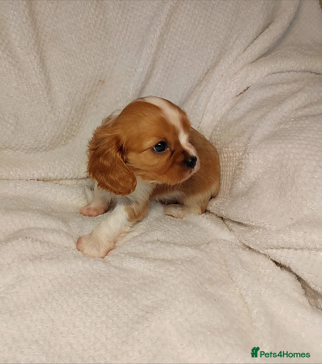 Cavalier King Charles Spaniel dogs for sale: Fully vaccinated and ready now 13 Feb  - Advert 15