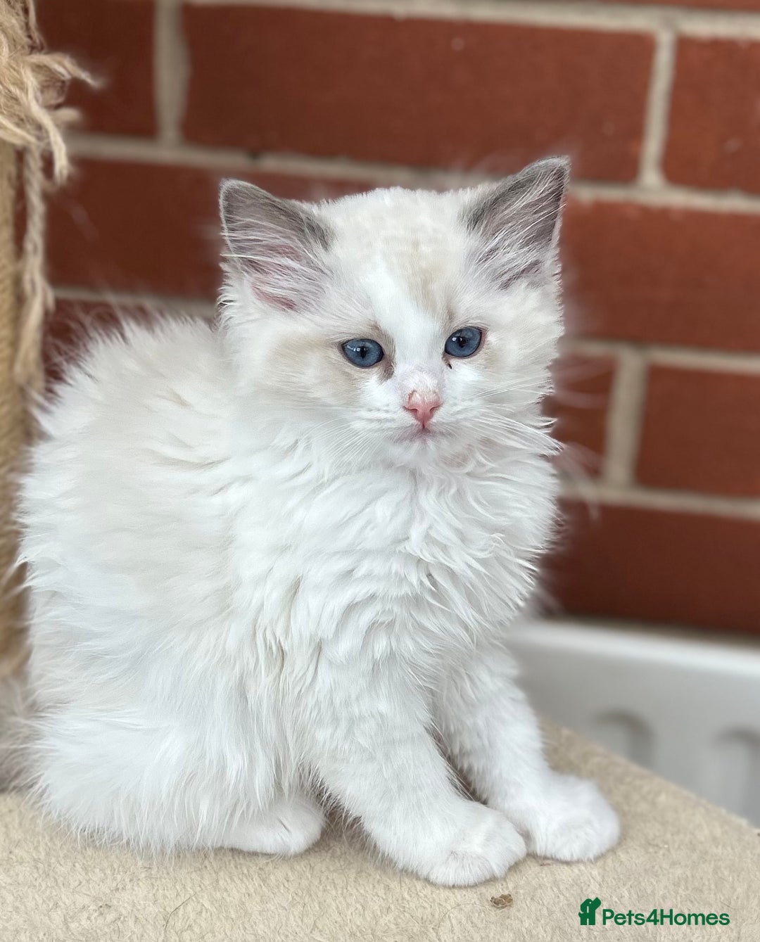 Ragdoll cats for sale: Gorgeous litter of bicolour kittens GCCF reg - Image 16