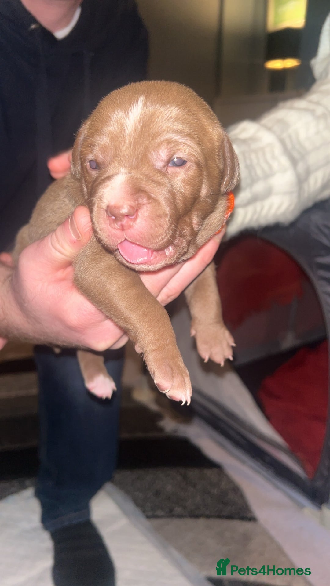 Staffordshire Bull Terrier dogs for sale: Staffy pups for sale  - Advert 5