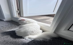 Persian cats for sale: Gorgeous one year old baby girl😍 - Image 5