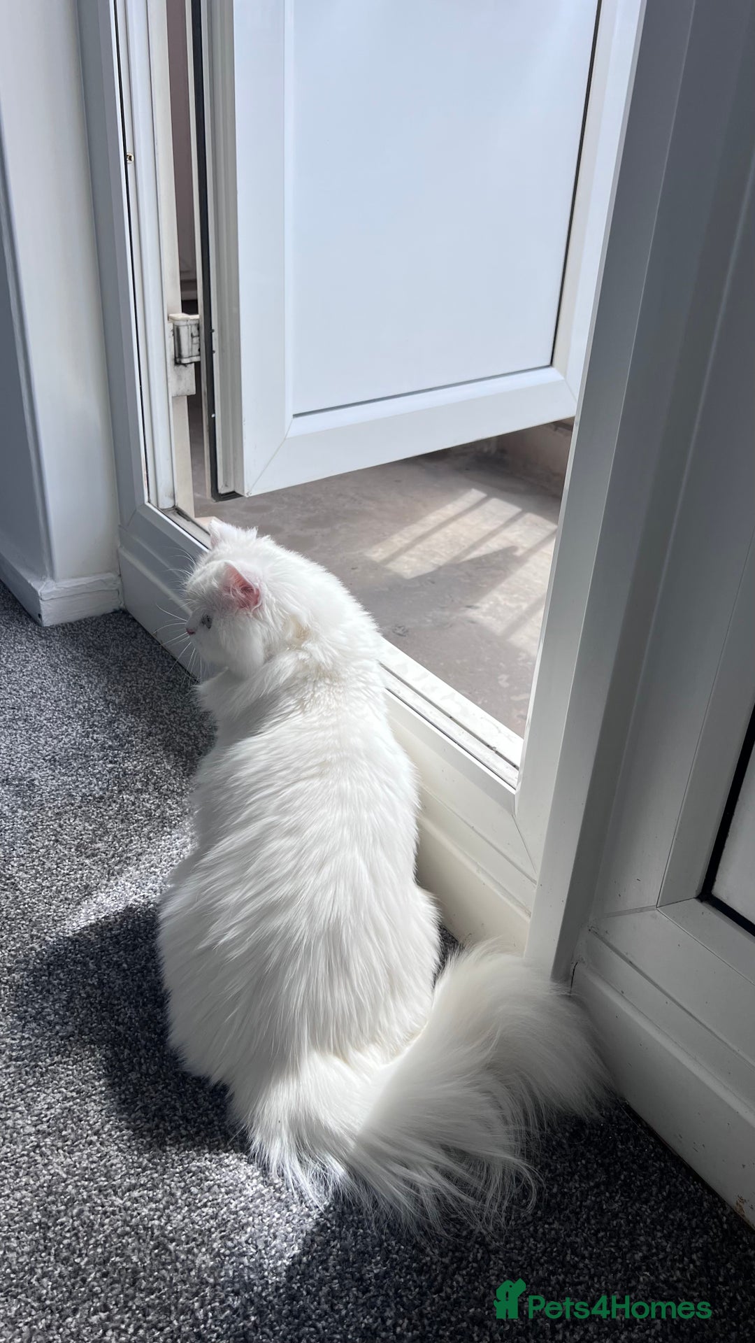 Persian cats for sale: Gorgeous one year old baby girl😍 - Image 5