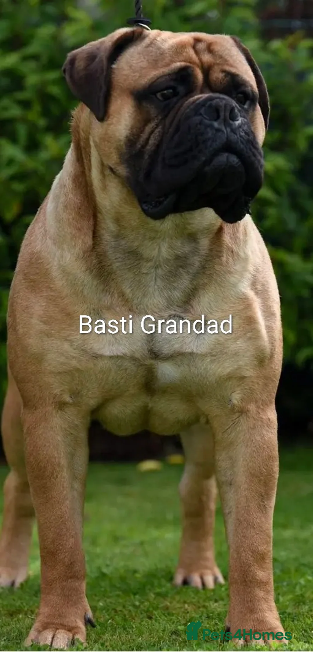 Bullmastiff dogs for sale: Exceptional litter of bullmastiffs  - Advert 12