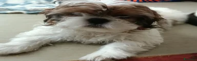 Shih Tzu Puppy 3