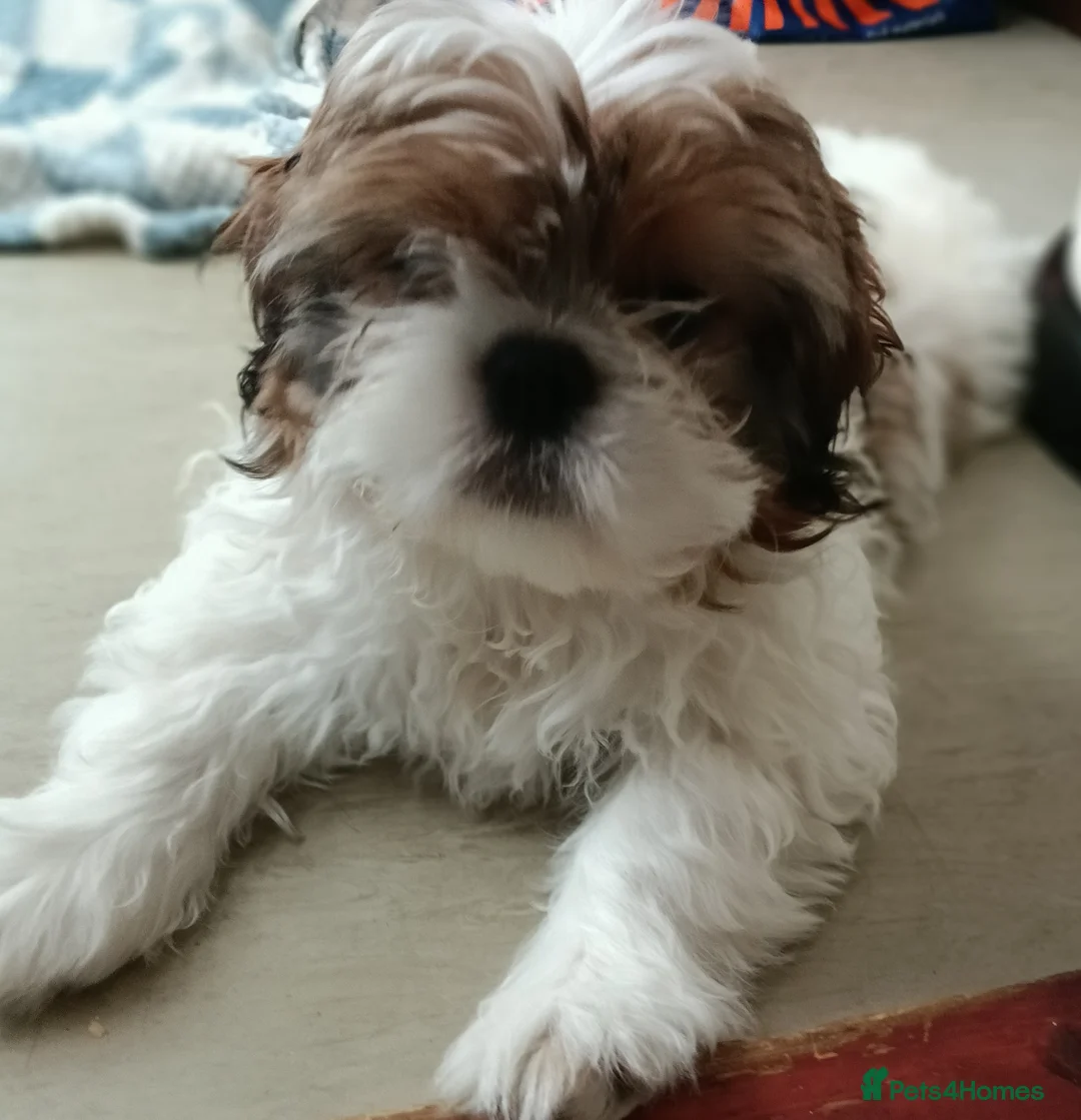 Shih Tzu dogs for sale: 2 female shih tzu puppies left - Advert 2