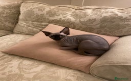 Sphynx cats for sale: Sphinx kittens  - Image 2