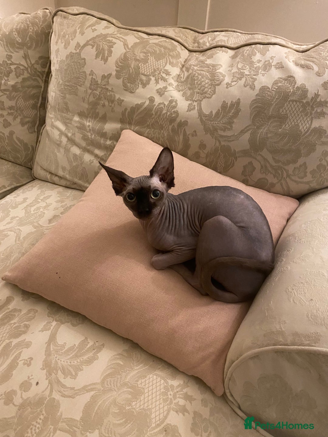Sphynx cats for sale: Sphinx kittens  - Image 2