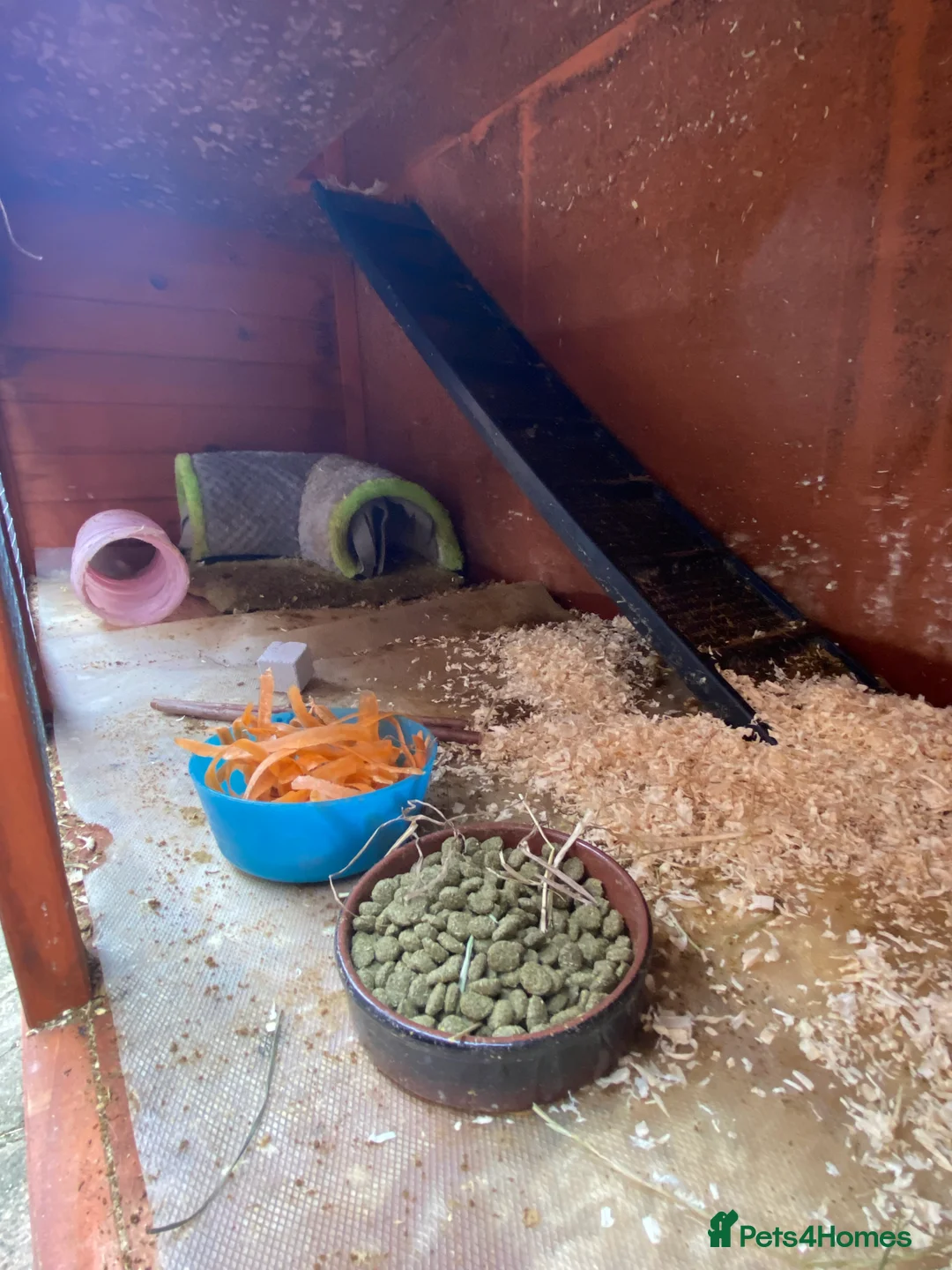 Guinea Pig rodents for sale: Two female Guinea pigs 2 and 3 years old  - Advert 4