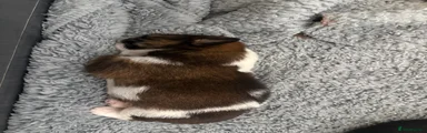 Shih Tzu 5