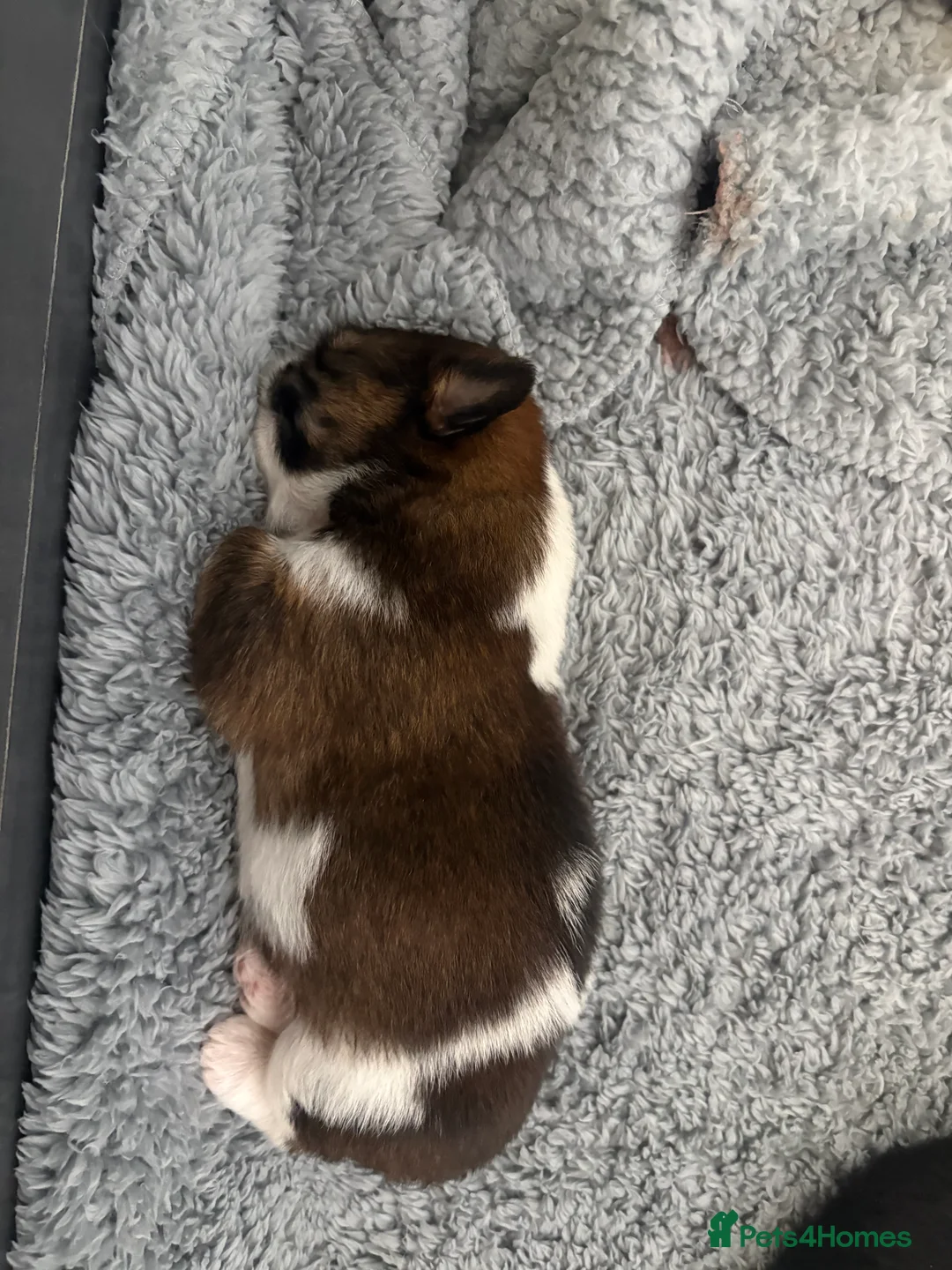 Shih Tzu dogs for sale: 5 beautiful Shihtzu pups - Advert 2