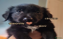 Mixed Breed dogs for sale: Portuguese water dog x Golden retriever puppies  - Image 2