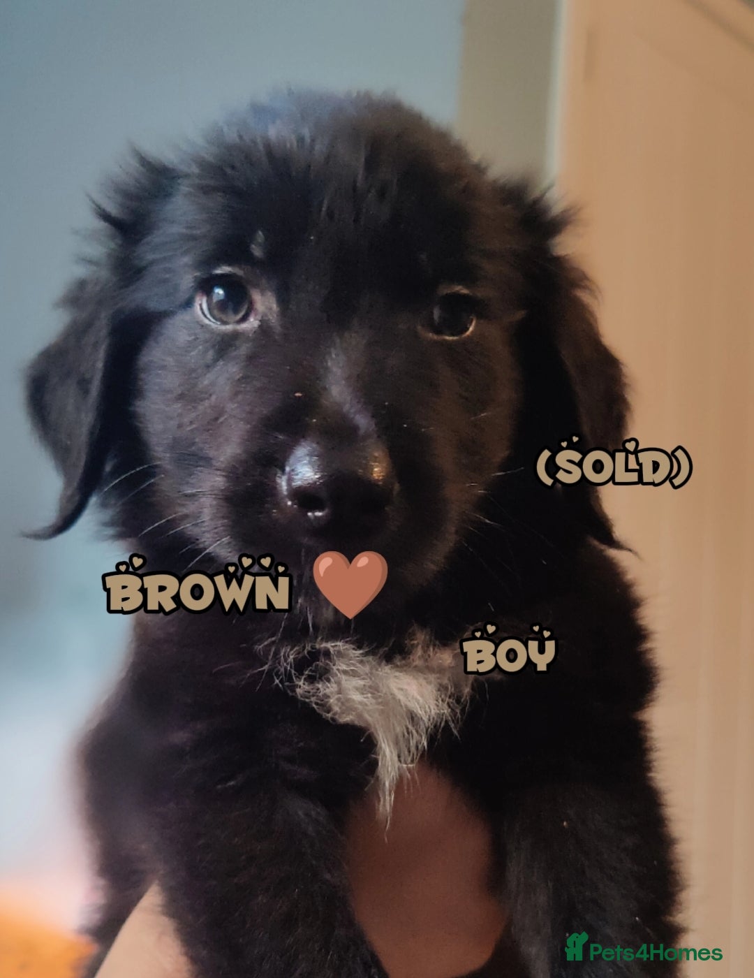 Mixed Breed dogs for sale: Portuguese water dog x Golden retriever puppies  - Image 2
