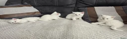 Mixed Breed cats for sale: Lovely pure white kittens longhair and short hair - Advert 10