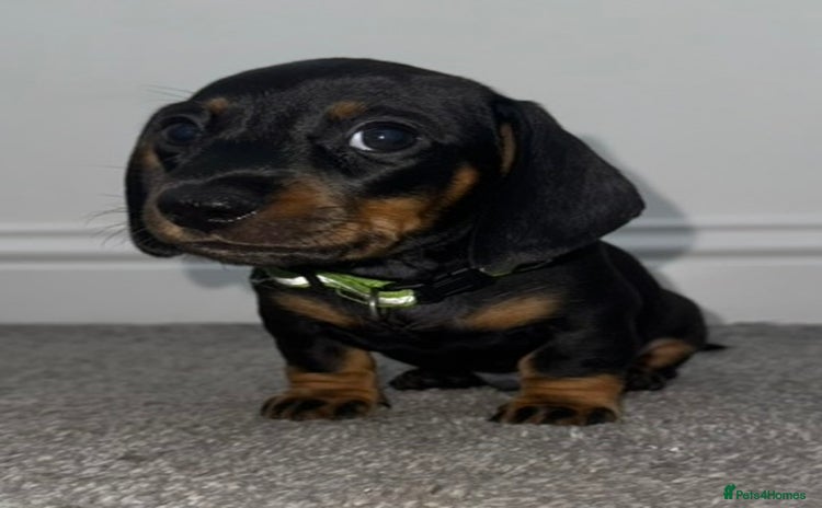 Miniature Dachshund dogs - Advert 9