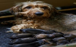 Dachshund dogs for sale: KC Registered Wirehaired Teckel Standard Dacshund  - Image 6
