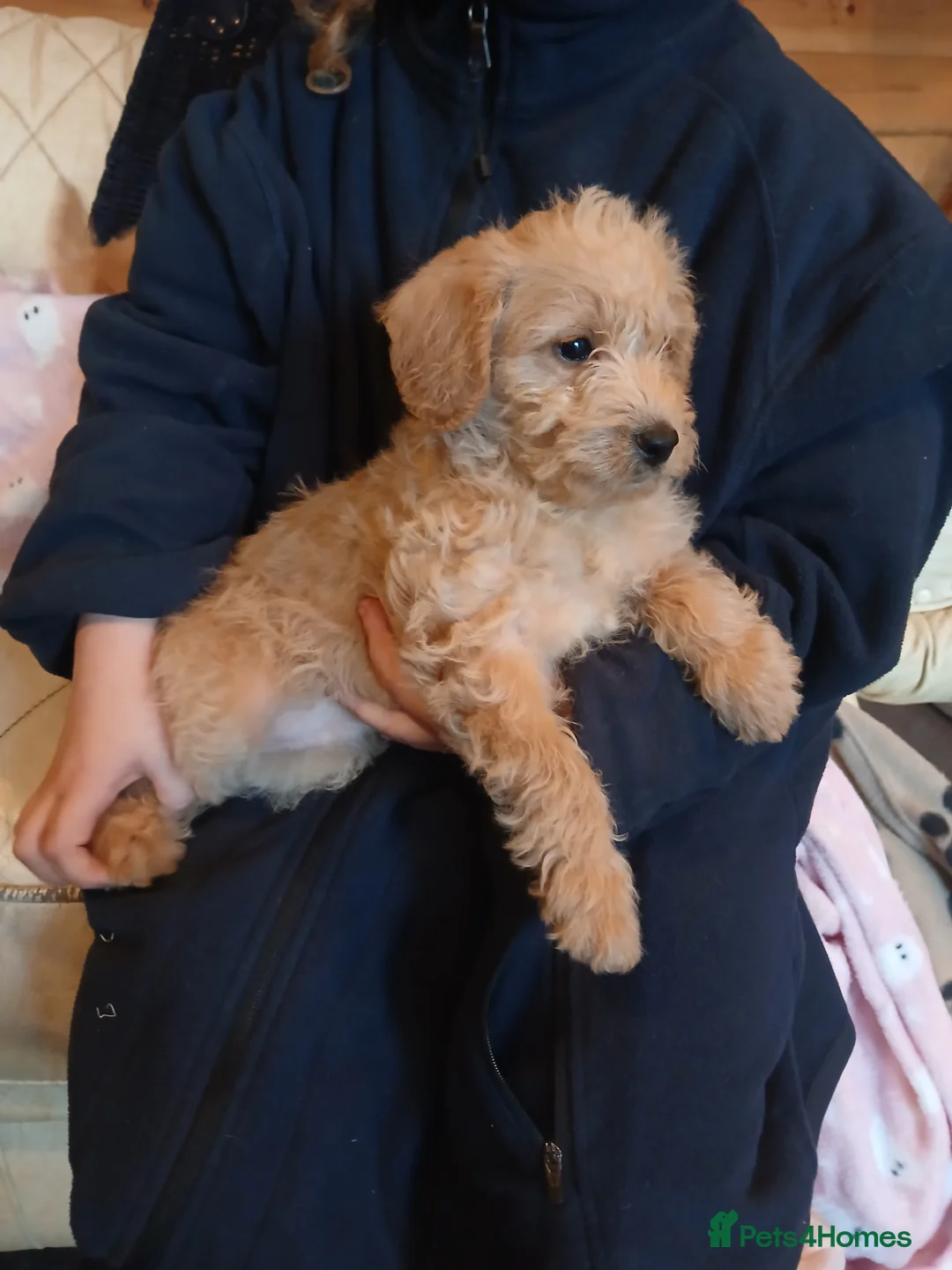 Cavapoo dogs for sale: Cavapoo F1b puppies  - Advert 2