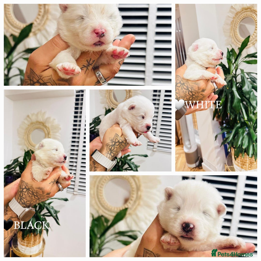 Samoyed dogs for sale: Samoyed puppies KC Registered Champions Bloodline  - Image 1