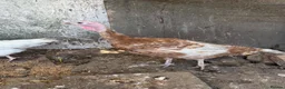 Chickens poultry for sale: Breeding groups of chickens - Advert 5