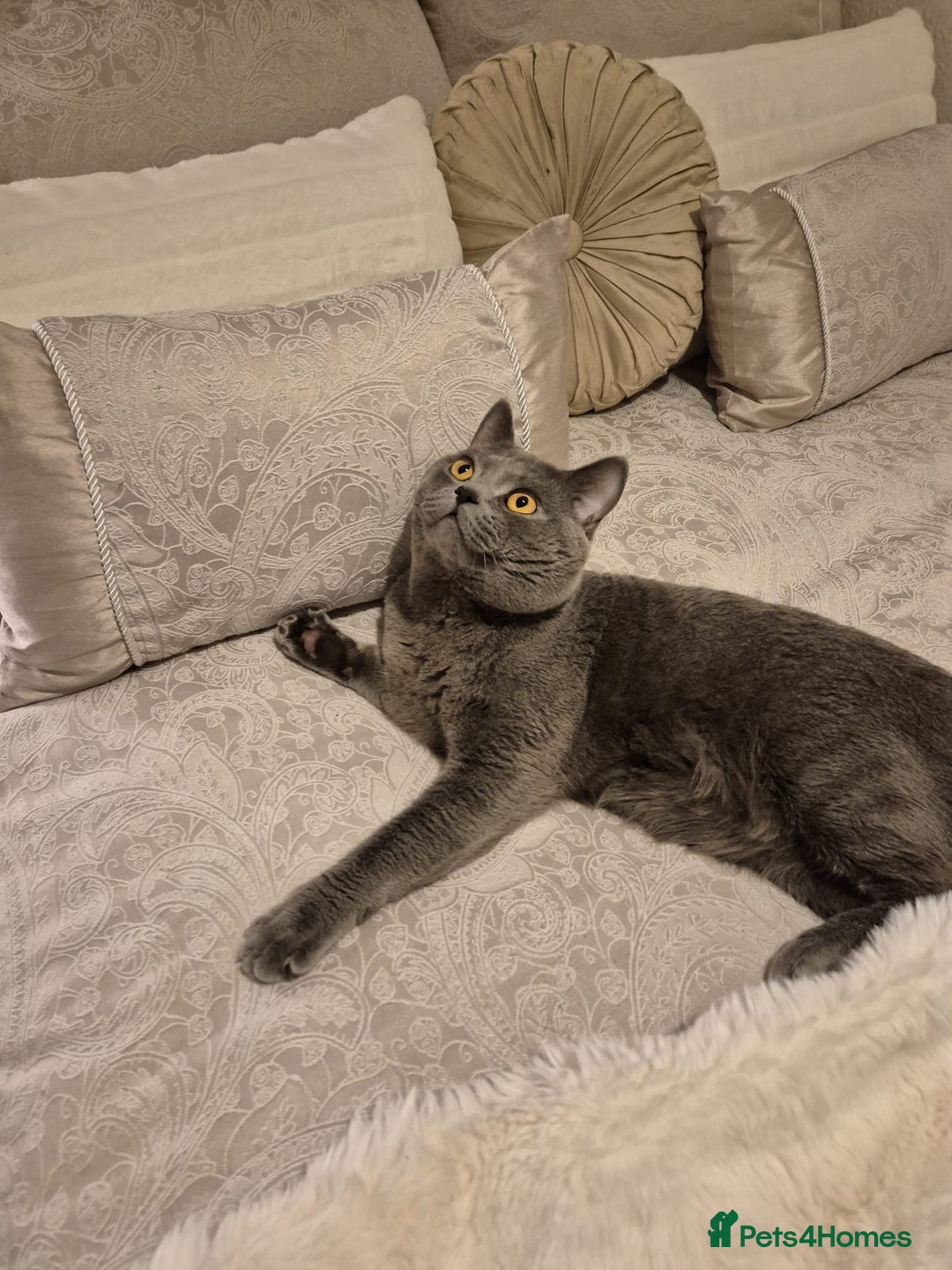British Shorthair cats for stud: Pure British Shorthair boy for stud  - Advert 5