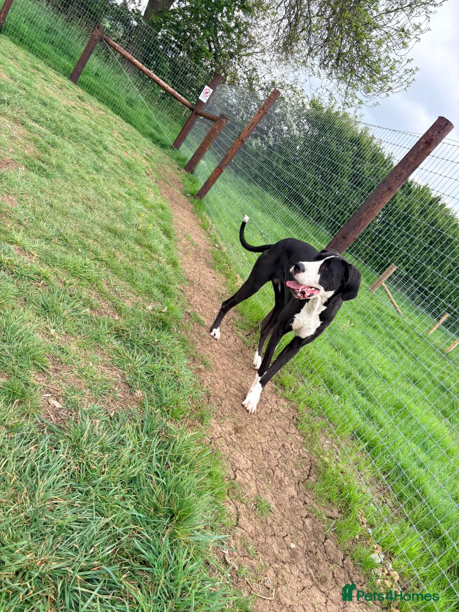 Great Dane dogs Beautiful KC Reg 16-Month F Mantle Great Dane 🤍🖤 - Advert 13
