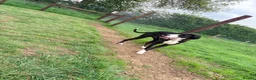 Great Dane dogs for sale: 🏡 Beautiful 16-Month-Old Mantle Great Dane 🤍🖤 - Advert 5