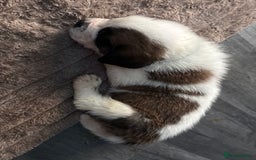 Saint Bernard dogs for sale: Saint Bernard  - Image 9