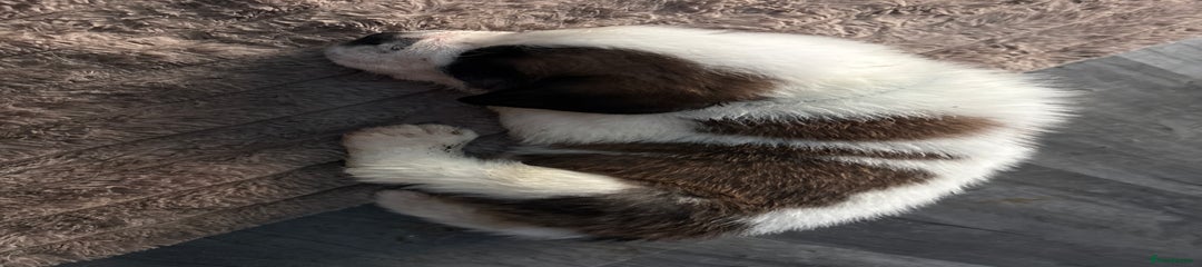 Saint Bernard Puppy 2