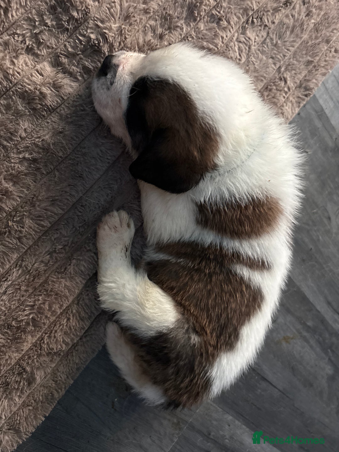 Saint Bernard dogs for sale: Saint Bernard  - Image 9