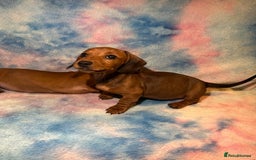 Dachshund dogs for sale: Ready to leave Miniature Dachshund Puppies  - Image 4