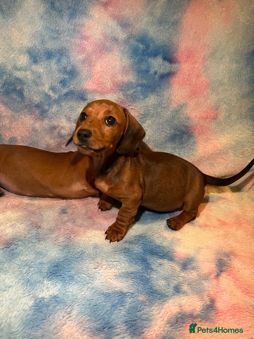 Dachshund dogs for sale: Ready to leave Miniature Dachshund Puppies  - Image 4