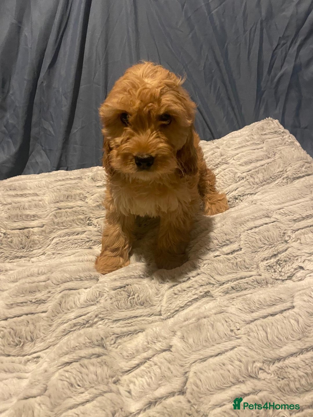 Cavapoo dogs for sale: Cavapoo puppies  - Advert 8