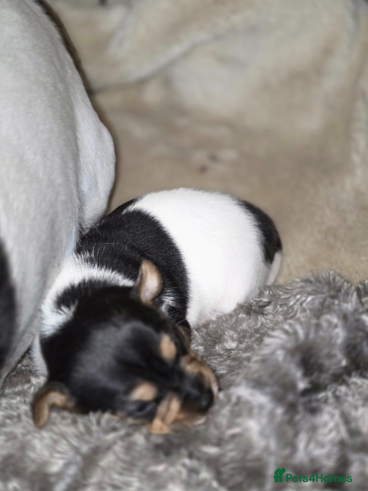 Jack Russell dogs Mini jack russel pups ready 13 june deposit secure - Advert 7