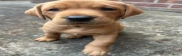 Labrador Retriever dogs for sale: Fox Red Labrador Puppies - Advert 3