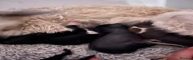Chinese Crested 1