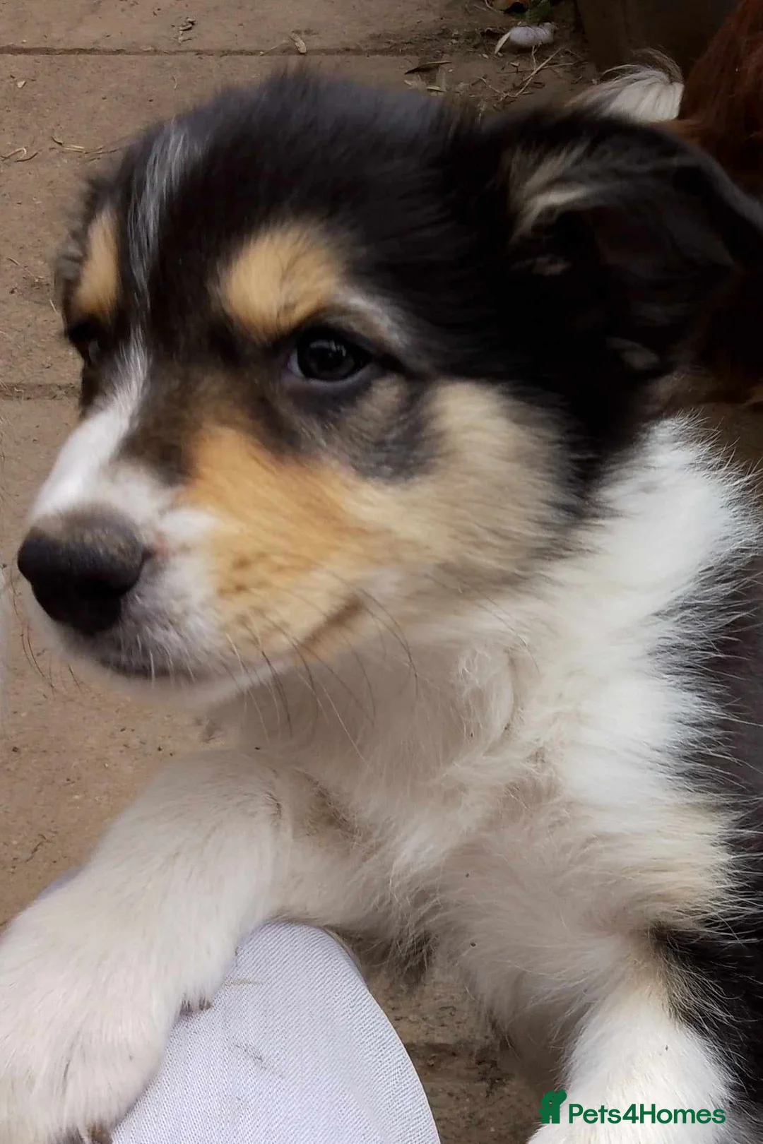 Border Collie dogs for stud: For stud. KC reg and proven.  in Brierley Hill - Advert 11