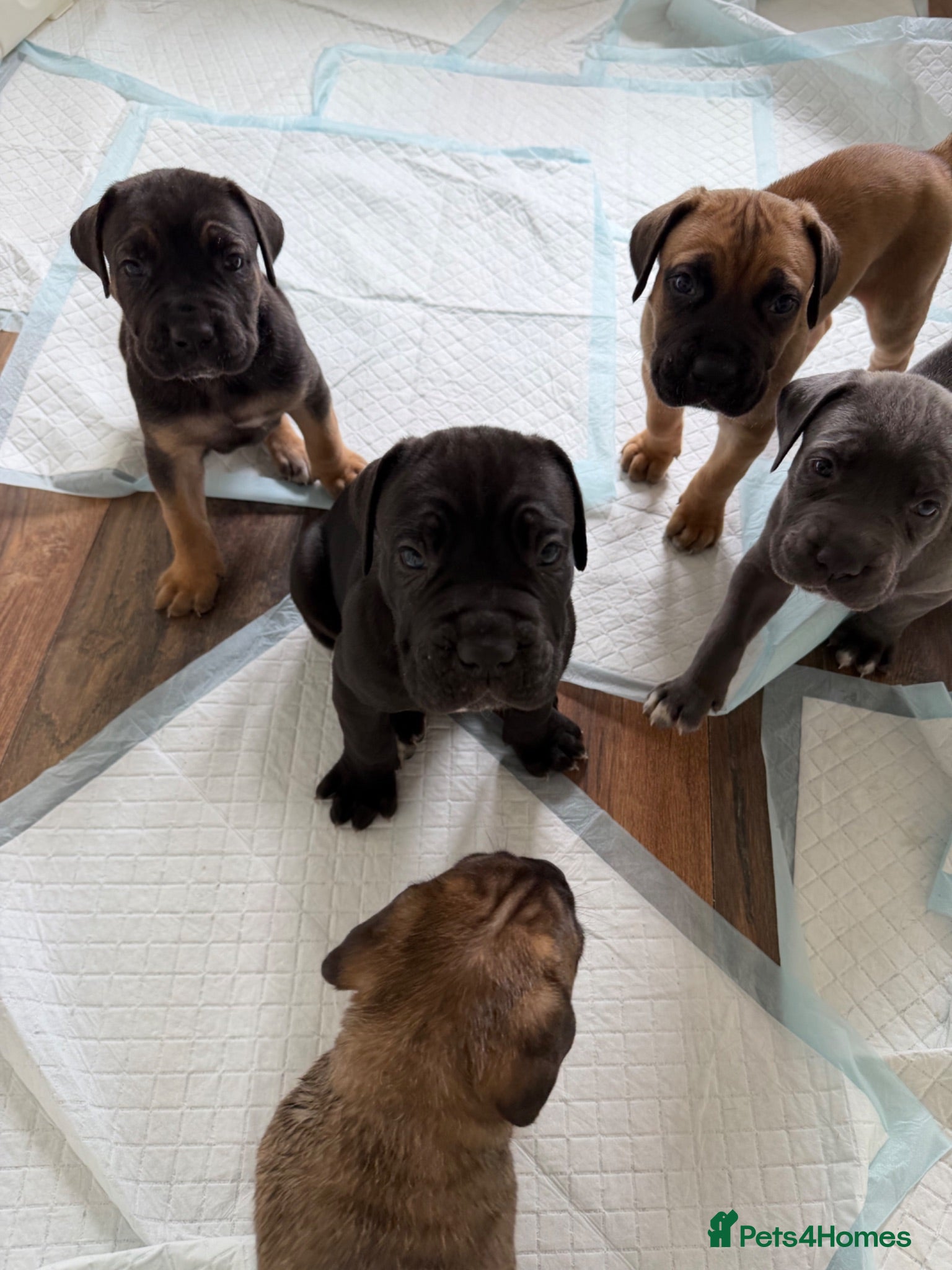 Cane Corso dogs RARE COLOUR CANE CORSOS - Advert 2