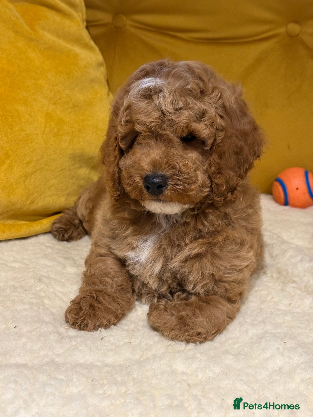 Cockapoo dogs for sale: Absolutely stunning puppies  - Advert 4