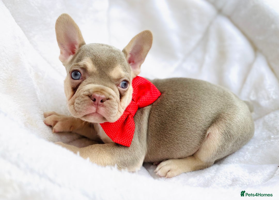 French Bulldog dogs for sale: NEWSHADE ISABELLA MALE FRENCH BULLDOGS - Image 6